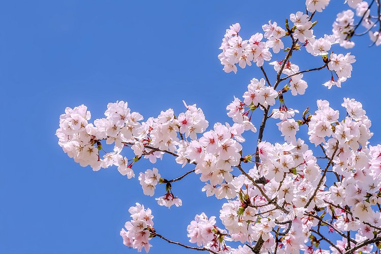 SPRING
